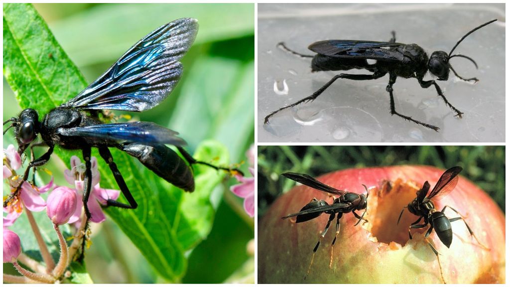 Paglalarawan at mga larawan ng mga itim na wasps