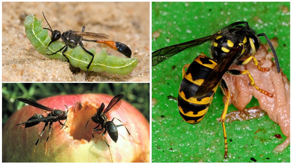 Ano ang kinakain ng mga wasps