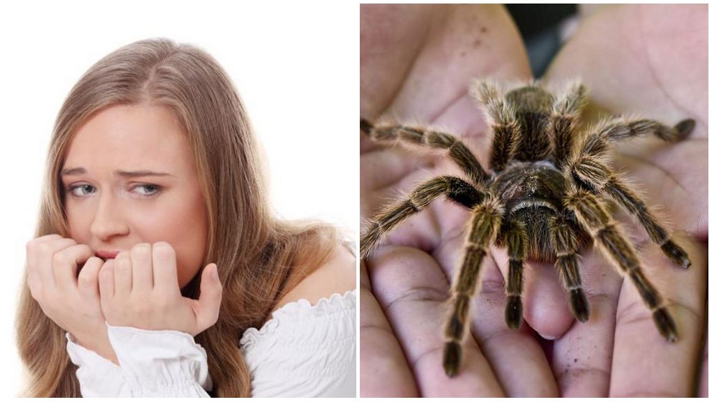 Hvad er frygt for edderkopper (fobi) og behandlingsmetoder?