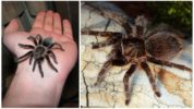 Spider Brachipelma albopilosum