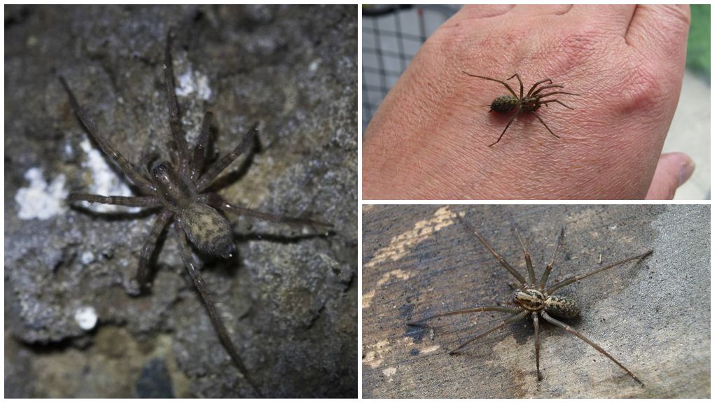 Huisspin (Tegenaria domestica)