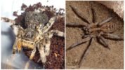 Etelä-Venäjän tarantula