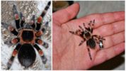 Meksikon tarantula hämähäkki