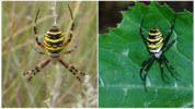 Ampiainen hämähäkki tai Argiope Brunnich