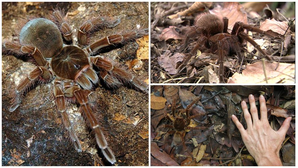 Beskrivelse og foto af goliath tarantula edderkoppen