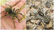 Etelä-Venäjän tarantula (hämähäkki misgir)