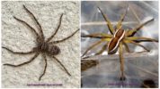 Mga spider ng hunter