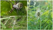 Ampiainen hämähäkki tai Argiope Brunnich