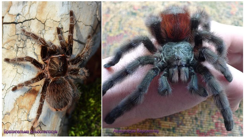 Tarantula edderkop derhjemme