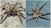 Tarantula edderkop