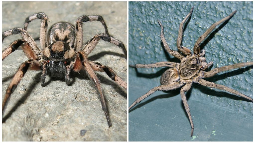 Hvordan ser en tarantula edderkop ud