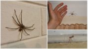 Edderkopper i huset