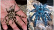 Tarantula edderkop