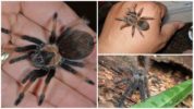 Tarantula edderkop