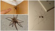 Edderkopper i huset