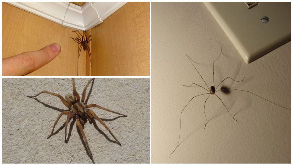 Hvor og hvorfor er der mange edderkopper i lejligheden eller huset