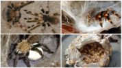 Tarantulan jalostus