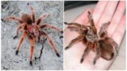 Chilen vaaleanpunainen tarantula