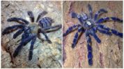 Sininen tarantula hämähäkki