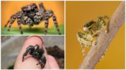 Hoppende hest eller springende edderkop