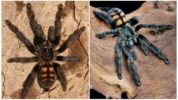 Tiikeri-tarantula