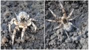 Sydrussiske Tarantula