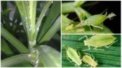Puting aphid sa isang orkidyas