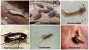 Insecten in het appartement en de badkamer