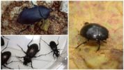 Scarabei neri nell'appartamento
