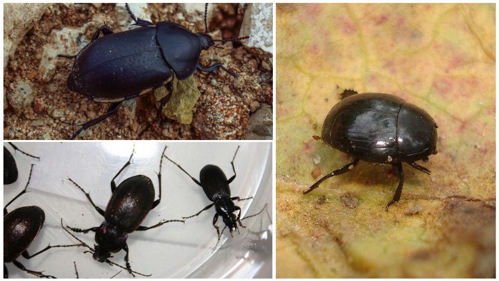 Descrizioni, nomi e foto di coleotteri neri in una casa o in un appartamento