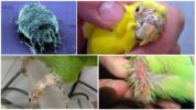 Parrot mite scab