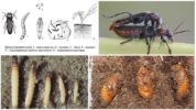 Pag-unlad ng Beetle