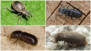 Weevil og slibemaskiner