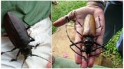 Boscaiolo gigante