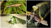 Mantis na Pagkain