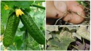 Gall-nematodi kurkkuissa
