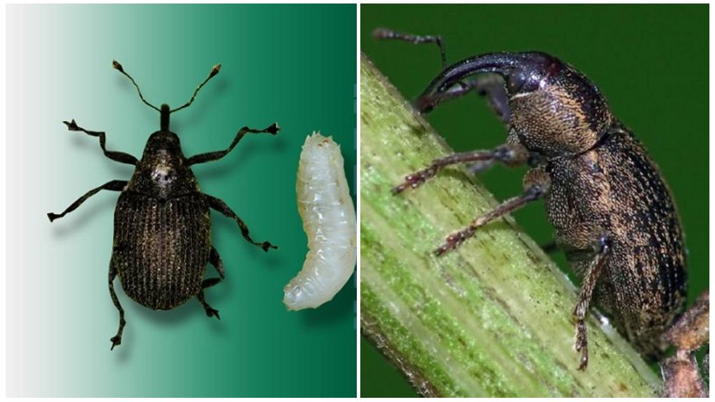Beskyttelse af kål mod insekter