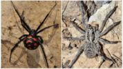 Karakurt og tarantula