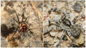 Karakurt og tarantula