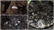 Orchid Rootworm