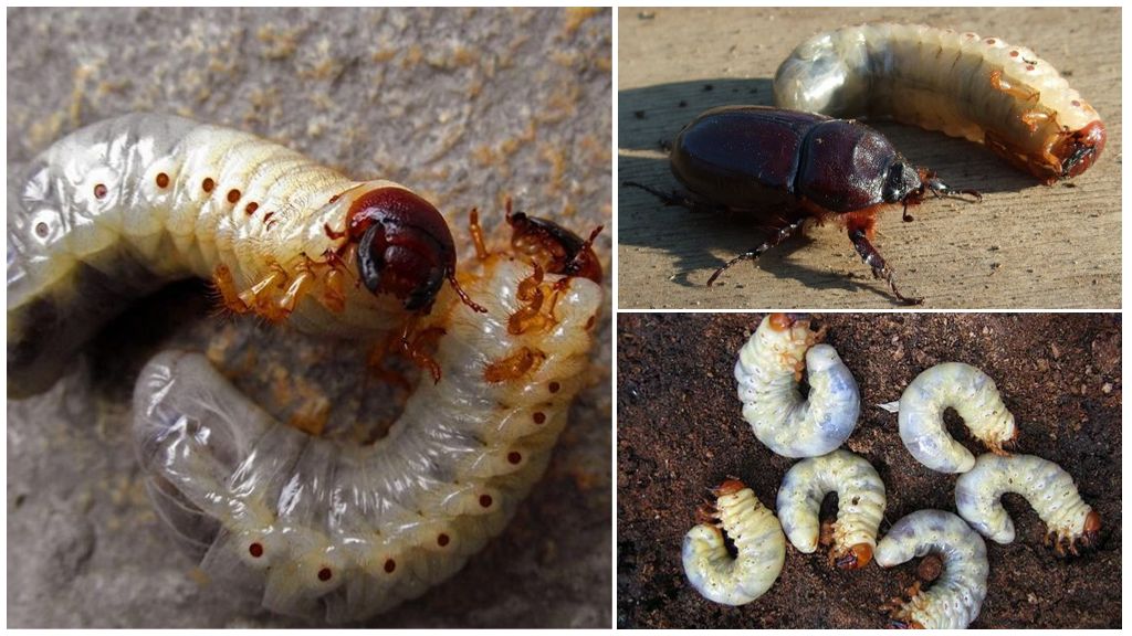 Kuinka käsitellä Maybug-toukkia puutarhassa