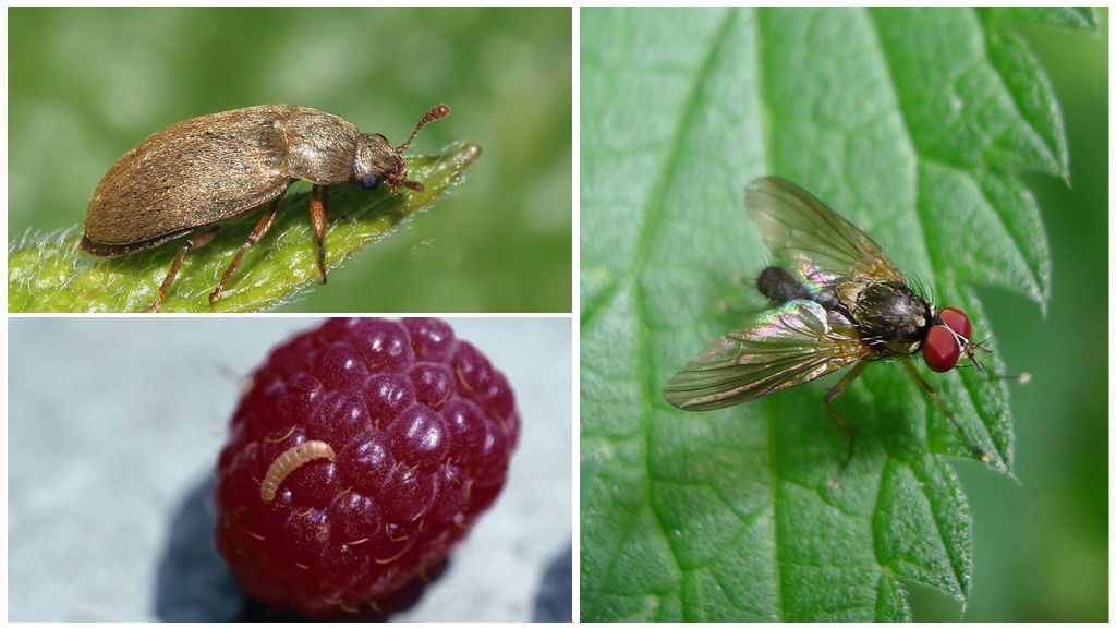 Raspberry Beetle Metoder