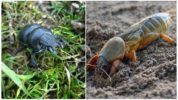 Scarabeo dell'orso e del taglio