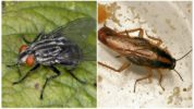 Mosca di carne grigia e scarafaggio rosso