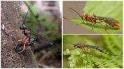 Scarabeo