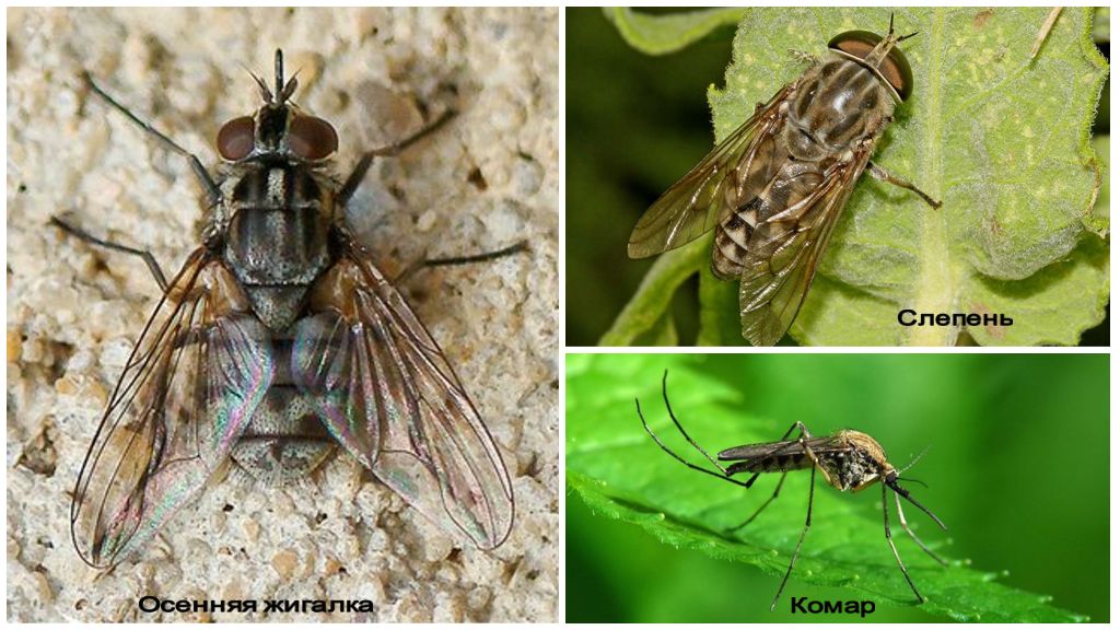 TOP mest farlige insekter i verden