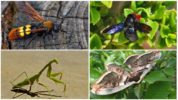 Insekter på Krim