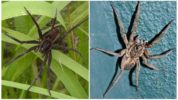 Metsästäjän kasvi ja tarantula