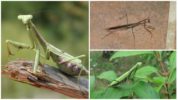 Kulay ng Mantis