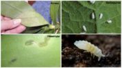 Mga Pests ng Phalaenopsis Orchids